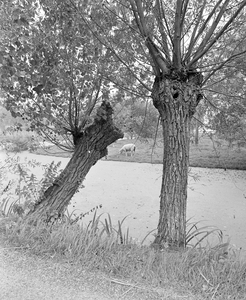 884306 Gezicht op vermoedelijk de Korte Linschoten, ten noordwesten van het dorp Linschoten.